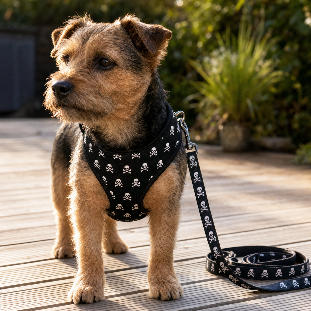 Adjustable Harness and Leash Set — Skull Print