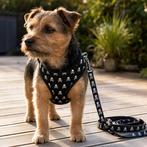 Adjustable Harness and Leash Set — Skull Print