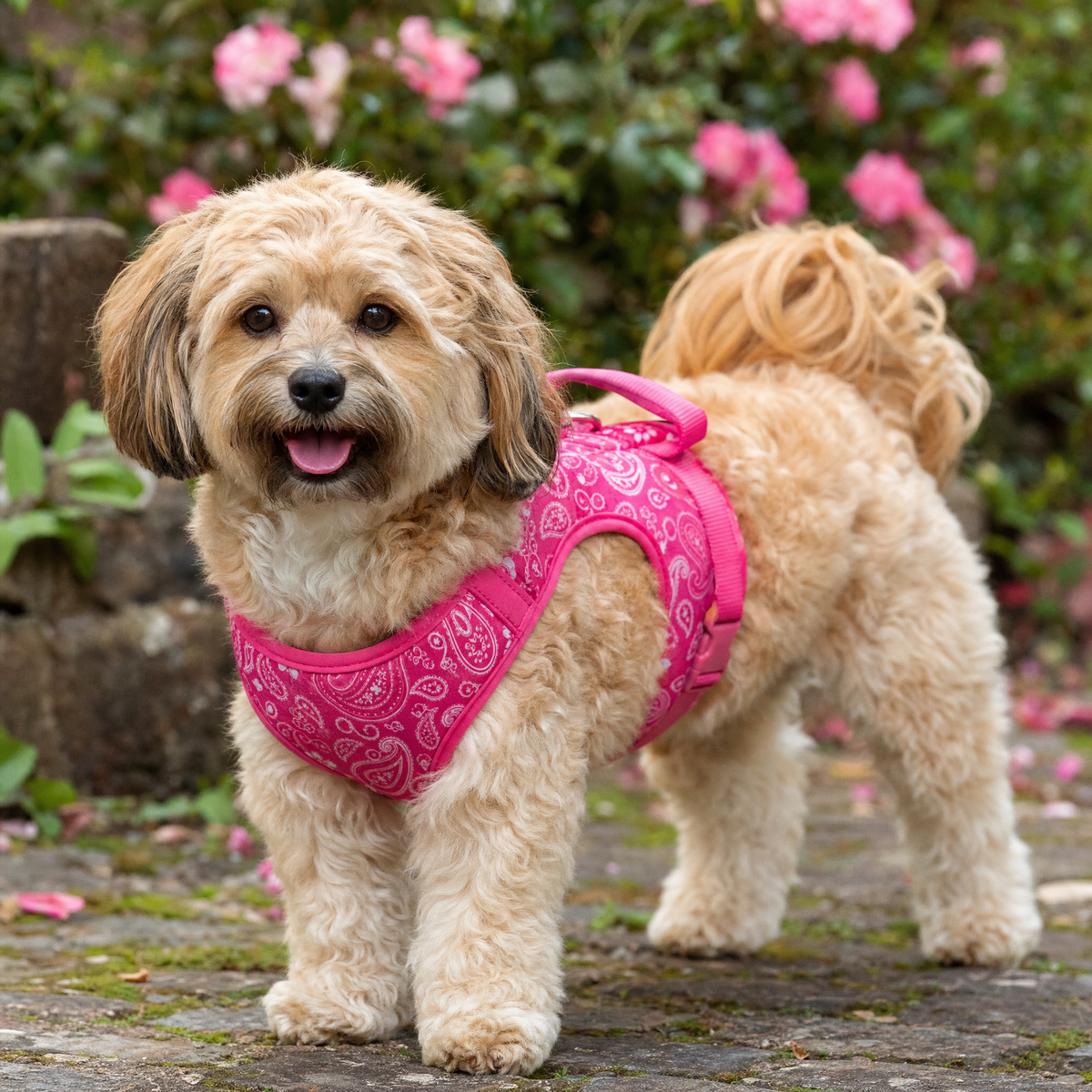 No-Pull Dog Harness with Handle — Pink Bandana